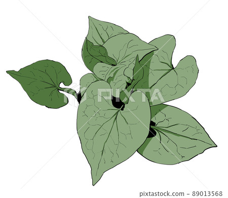 Realistic illustration of Houttuynia cordata Realistic illustration of Houttuynia cordata 89013568