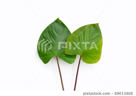 Green leaves of homalomena rubescens Green leaves of homalomena rubescens 89013808