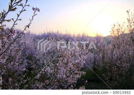Sakura in Hanaki housing complex (Koriyama City, Fukushima Prefecture) 89013992