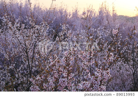 Sakura in Hanaki housing complex (Koriyama City, Fukushima Prefecture) Sakura in Hanaki housing complex (Koriyama City, Fukushima Prefecture) 89013993