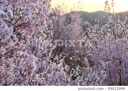 Hanaki住宅區（福島縣郡山市）的櫻花 89013994
