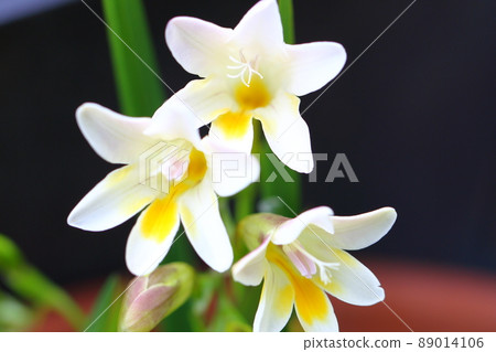 小蒼蘭花 小蒼蘭花 89014106