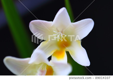 小蒼蘭花 小蒼蘭花 89014107