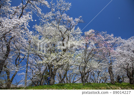 Cherry Blossom Eboshiyama Park 89014227