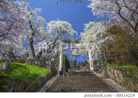 Cherry Blossom Eboshiyama Park 89014229