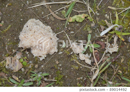 Ants attacking the larvae of the gall midge 89014492