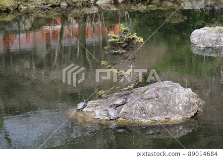三隻海龜在池塘中岩石上的景觀,模糊地捕捉了水面上的周圍景色 三隻海龜在池塘中岩石上的景觀,模糊地捕捉了水面上的周圍景色 89014684