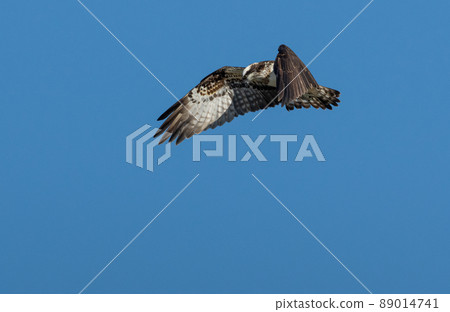 Osprey looking for prey Osprey looking for prey 89014741