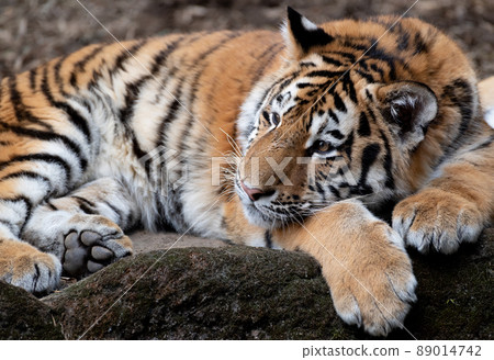 Relaxing tiger Relaxing tiger 89014742