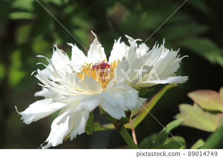 Arao City Miyazaki Brothers House Peony, 89014749