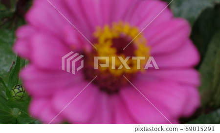 It is a flower with purple petals spread to the fullest. It is in full bloom now. 89015291
