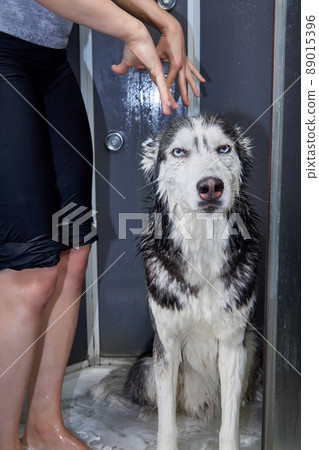 The owner washes her cute dog Siberian Husky The owner washes her cute dog Siberian Husky 89015396