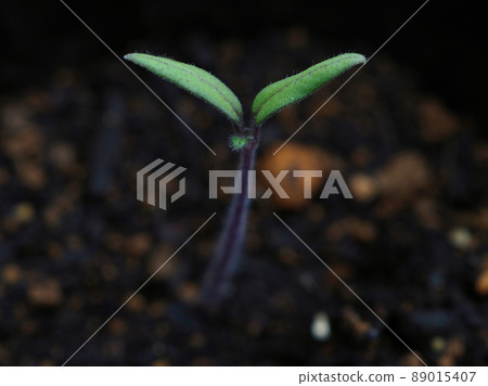 番茄芽 番茄芽 89015407