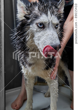 Husky dog scowls when washing. Shampoo got into the dog's eyes during washing. 89015410