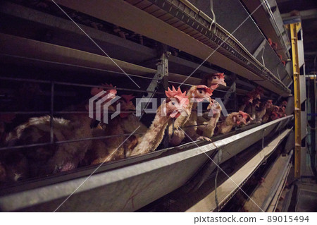 Close-up of laying hens in the coop, selective focus. Poultry farm. Close-up of laying hens in the coop, selective focus. Poultry farm. 89015494