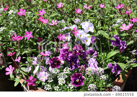 Group planting of flowers grown from seeds Group planting of flowers grown from seeds 89015558