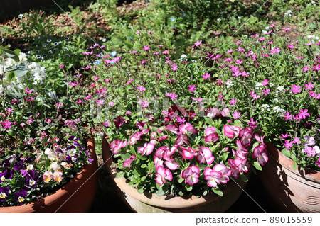 Flower group planting in the garden Flower group planting in the garden 89015559