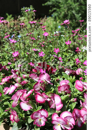 Group planting of flowers grown from seeds Group planting of flowers grown from seeds 89015560