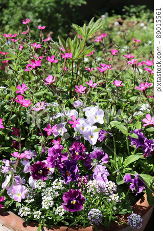 Group planting of flowers grown from seeds Group planting of flowers grown from seeds 89015561