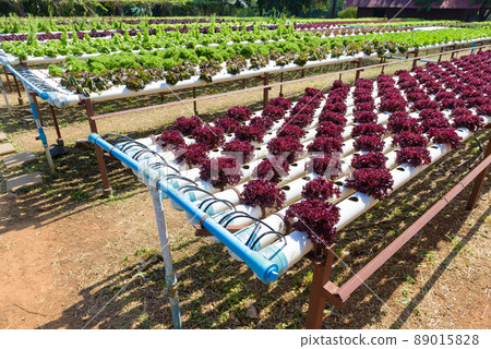Hydroponic Gardening System Hydroponic Gardening System 89015828