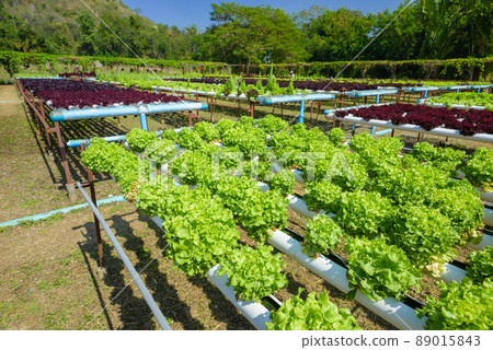 Hydroponic Gardening System 89015843