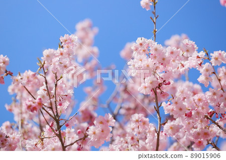 Yae Beni春分周盛開 Yae Beni春分周盛開 89015906