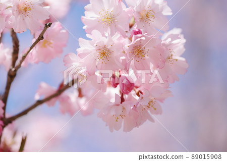 八重貝尼春分週的特寫鏡頭盛開 八重貝尼春分週的特寫鏡頭盛開 89015908