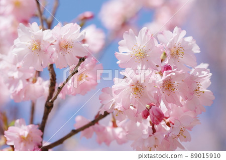 Close-up of Yae Beni equinoctial week in full bloom Close-up of Yae Beni equinoctial week in full bloom 89015910