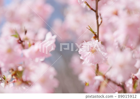 八重貝尼春分週的特寫鏡頭盛開 89015912