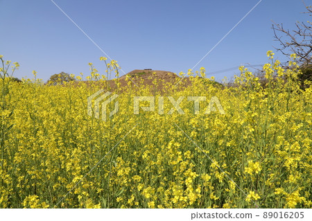 日本春天公園裡盛開的黃色油菜花和藍天 89016205