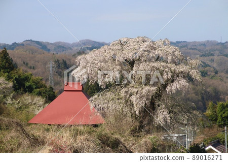 Tenno cherry blossoms in Yamada (Tamura City, Fukushima Prefecture) Tenno cherry blossoms in Yamada (Tamura City, Fukushima Prefecture) 89016271