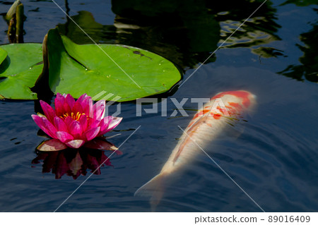在京都市山科區嘉樹寺拍攝睡蓮和鯉魚 在京都市山科區嘉樹寺拍攝睡蓮和鯉魚 89016409