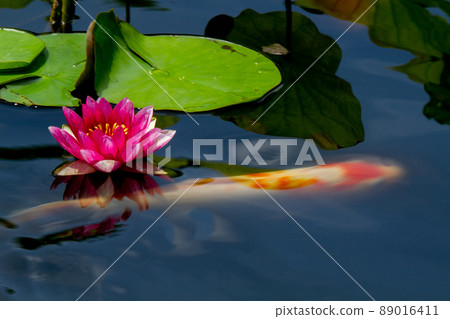 Photographing water lilies and carps at Kajuji Temple in Yamashina Ward, Kyoto City Photographing water lilies and carps at Kajuji Temple in Yamashina Ward, Kyoto City 89016411