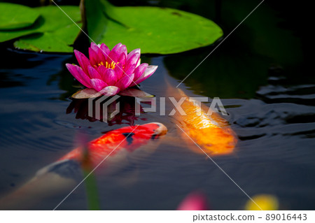 Photographing water lilies and carps at Kajuji Temple in Yamashina Ward, Kyoto City 89016443