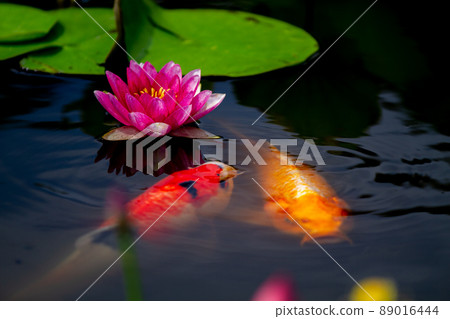 在京都市山科區嘉樹寺拍攝睡蓮和鯉魚 89016444