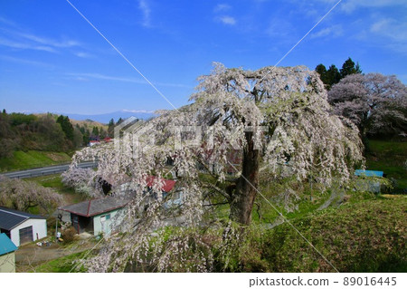 A wall weeping cherry tree (Tamura City, Fukushima Prefecture) 89016445