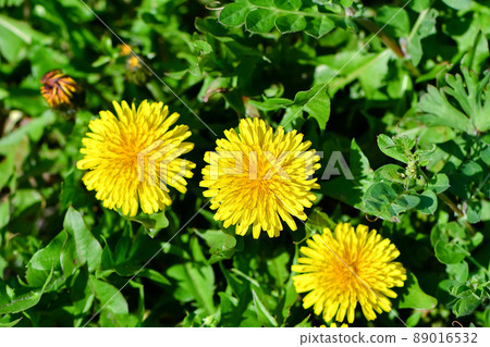 蒲公英 蒲公英 89016532