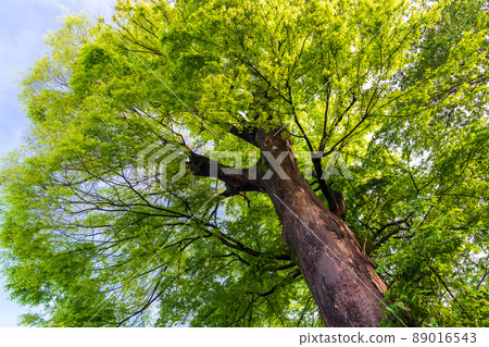 A large zelkova tree looking up at the fresh green 89016543
