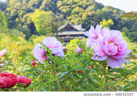 長谷寺牡丹盛開在清新的綠色區域 長谷寺牡丹盛開在清新的綠色區域 89016597