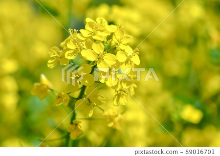 Rape blossoms 89016701