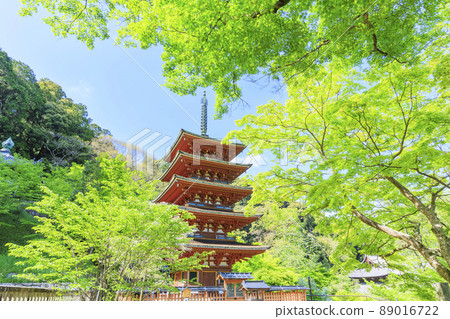 Hase-dera peony in full bloom in the precincts of fresh green 89016722