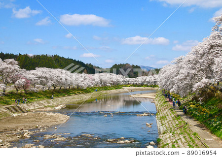 Thousand cherry blossoms of the Natsui River (Fukushima Prefecture, Ono Town) Thousand cherry blossoms of the Natsui River (Fukushima Prefecture, Ono Town) 89016954