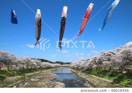 夏井川千本櫻/鯉魚旗（福島縣小野町） 89016956