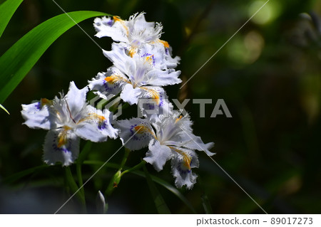 Kyoto Prefectural Botanic Garden Kyoto Prefectural Botanic Garden 89017273