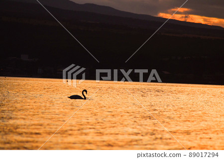 Silhouette of a bird swimming in a lake dyed in the setting sun 89017294