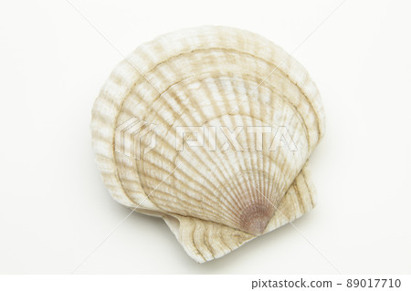 Hokkaido scallops Hokkaido scallops 89017710