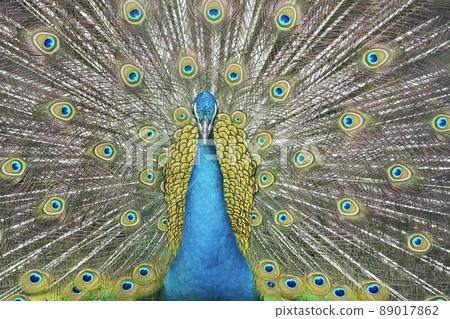 Peacock in Koga Kubo Park, Ibaraki Prefecture Peacock in Koga Kubo Park, Ibaraki Prefecture 89017862