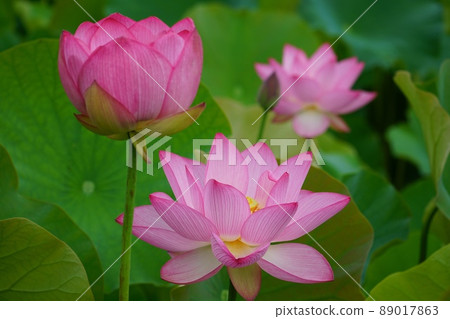 Oga lotus in Koga Kubo Park, Ibaraki Prefecture Oga lotus in Koga Kubo Park, Ibaraki Prefecture 89017863