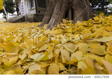 Ginkgo 89017890