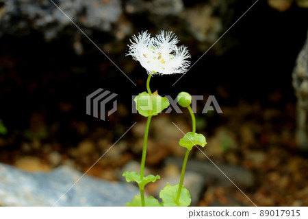 白須狀花，Parnassia foliosa 89017915